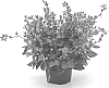 Campanula%20plant%20named%20%27PKMpos01%27