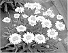 plant%20named%20%27Bridal%20Bouquet%27