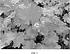 plant%20named%20%27Rio%27
