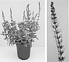 plant%20name%20%27Balyricose%27
