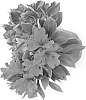 plant%20named%20%27%20Koncavito%27