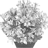 plant%20named%20%27Tesbryce%27