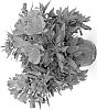 plant%20named%20%27Koncalolly%27