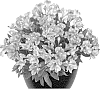 plant%20named%20%27Teskani%27