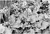 plant%20named%20%27Gotham%27
