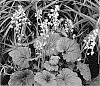 plant%20named%20%27Bella%20Notte%27
