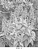plant%20named%20%27Lemon%20Spritzer%27