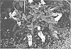 plant%20named%20%27Hinebud3%27