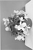 plant%20named%20%27BKBEWFAFSP%27