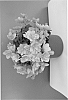 plant%20named%20%27BKPBECSA%27