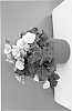 plant%20named%20%27BKPBECVP%27