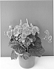 plant%20named%20%27BKPBECDR%27