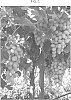 Grape%20vine%20plant%20denominated%20%27JPD-001%27