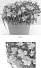 plant%20named%20%27SAXZ0009%27
