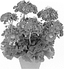 plant%20named%20%27Swevel%27