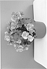 plant%20named%20%27BKPBEELA%27