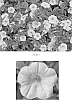 plant%20named%20%27CBRZ0004%27
