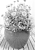 plant%20named%20%27Moxie%27