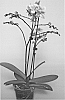 PHALAENOPSIS%20PLANT%20NAMED%20%27SUPHAL1203%27