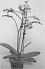 PHALAENOPSIS%20PLANT%20NAMED%20%27SUPHAL1203%27