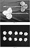 Strawberry%20plant%20named%20%27DrisStrawThirtyTwo%27