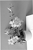 plant%20named%20%27Lanmissouri%27