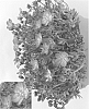 plant%20named%20%27SAXZ0010%27