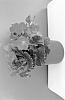 plant%20named%20%27BKPBECBR%27