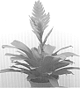 plant%20named%20%27SPARKLE%27