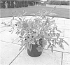 Tibouchina%20urvilleana%20plant%20named%20%27TB01%27