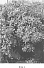 plant%20named%20%27Conrabideau%27