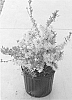 plant%20named%20%27Minfor6%27