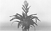 plant%20named%20%27VENGA%27