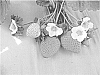 Strawberry%20plant%20named%20%27RED%20MERLIN%27