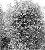 plant%20named%20%27Krakowiak%27