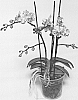 plant%20named%20%27SUPHAL1109%27