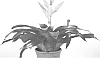 plant%20named%20%27Glory%27