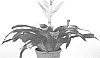plant%20named%20%27Glory%27