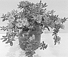 Azalea%20plant%20named%20%27RLH1-5P1%27