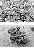 Azalea%20plant%20named%20%27MNIHAR026%27