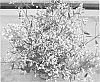 Euphorbia%20plant%20named%20%27Weseusopi%27