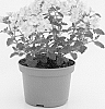 plant%20named%20%27VEAZ0013%27