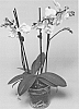plant%20named%20%27SUPHAL1201%27