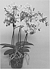 plant%20named%20%27SUPHAL1202%27