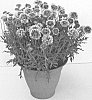 plant%20named%20%27DGAL7%27