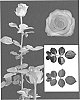 Rose%20plant%20named%20%27ESM%20R044%27