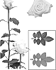 Rose%20plant%20named%20%27ESM%20R057%27