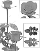 Rose%20plant%20named%20%27Esm%20R068%27
