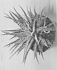 plant%20named%20%27CAPETOWN%27