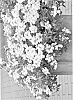 plant%20named%20%27Duempsopicha%27